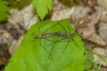 Giant Crane Flies mating on green leaf Royalty Free Stock Photo