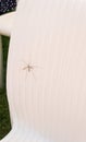 Giant crane fly, cranefly, mosquito, Tipula, Diptera, insect Tipulidae, Spain.