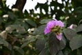 Giant Crape-myrtle flowers blooming Royalty Free Stock Photo