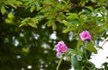 Giant Crape-myrtle flowers blooming Royalty Free Stock Photo