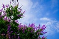 Giant Crape-myrtle flowers with blue sky-1