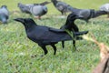 Giant crow, raven bird finding feed