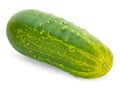 Giant cucumber overripe Royalty Free Stock Photo