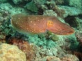 Giant Cuttlefish Royalty Free Stock Photo