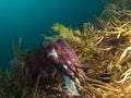 Giant cuttlefish and the sea weeds Royalty Free Stock Photo