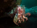 Giant Cuttlefish