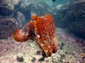 Giant Cuttlefish Royalty Free Stock Photo