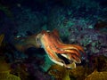 Giant Cuttlefish Royalty Free Stock Photo