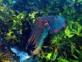 Giant Cuttlefish Royalty Free Stock Photo