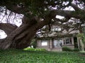 Giant Cypress tree dwarfing small house