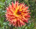 Giant Dahlia Flower Dominates Center Stage