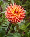 Giant Dahlia Flower Glowing Radiantly