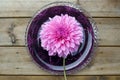 Giant dahlia flower on a plate