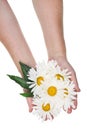 Giant daisies for the cosmetic industry