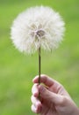 Giant dandelion close up Royalty Free Stock Photo