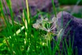 Giant dandelion close up and some grass Royalty Free Stock Photo