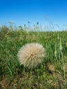Giant Dandelion in Green Field