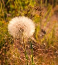 Giant Dandelion Puff Royalty Free Stock Photo