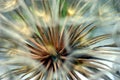 Giant Dandelion Seeds Royalty Free Stock Photo