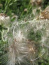 Giant Dandelion Seeds Royalty Free Stock Photo