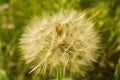 Close-up of a Giant Dandelion Gone to Seeds Royalty Free Stock Photo
