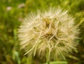 Giant Dandelion Gone to Seeds Royalty Free Stock Photo