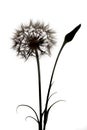 Giant dandelion wildflower silhouette