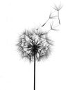 Giant dandelion wind blowing seeds