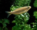 Giant Danio or Malabar Danio, danio aequipinnatus, Aquarium Fish Royalty Free Stock Photo