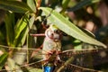 Giant Darner Dragonfly