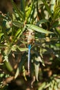 Giant Darner Dragonfly