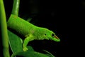 Giant Day Gecko Phelsuma madagascariensis grandis