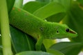 Giant Day Gecko Phelsuma madagascariensis grandis