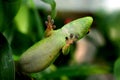 Giant Day Gecko Phelsuma madagascariensis grandis