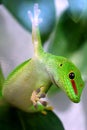 Giant Day Gecko Phelsuma madagascariensis grandis