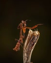 Giant Dead Leaf Mantis