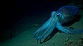 A giant deep-sea octopus squid looks closely into the camera at the viewer.