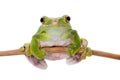 Giant Denny`s whipping frog isolated on white Royalty Free Stock Photo