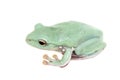 Giant Denny`s whipping frog isolated on white Royalty Free Stock Photo