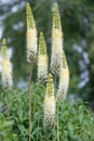 Foxtail lily, Eremurus robustus, flowering plants