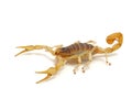 Giant desert hairy scorpion, Hadrurus arizonensis, isolated, cECP 2012 Royalty Free Stock Photo