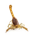 Giant Desert Hairy Scorpion Looking Into Camera Royalty Free Stock Photo