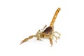 Giant Desert Hairy Scorpion walking forward with tail up Royalty Free Stock Photo