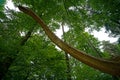 Giant dinosaur long necked (Brachiosaurus) in a forest