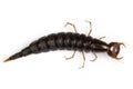 Giant Diving Beetle larva