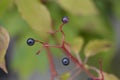 Giant dogwood