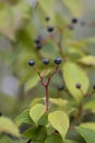 Giant dogwood