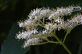 Giant dogwood ( Cornus controversa ) flowers.