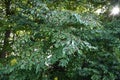 Giant dogwood ( Cornus controversa ) fruits.