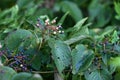 Giant dogwood ( Cornus controversa ) fruits.